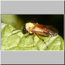 Athalia circularis - Blattwespe 04a.jpg